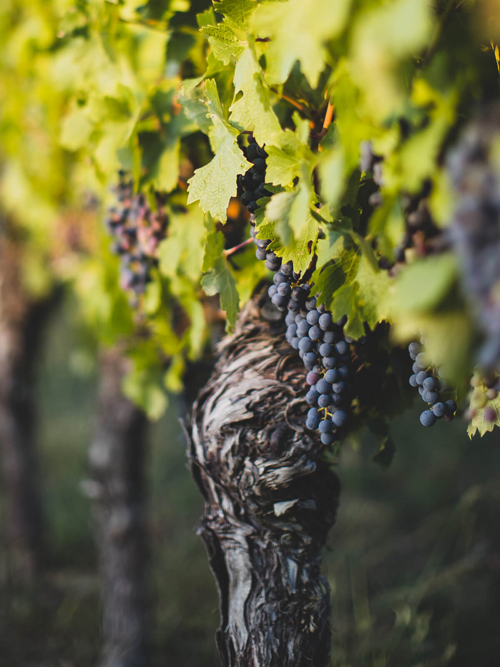 Diseño y desarrollo de identidad visual corporativa para Celler Mar de Vins. Fotografía uvas.